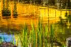Colorful water reflection, Kinkaku-Ji (Rokuon-Ji) golden pavilion, Kyoto, Japan. Dates to 1397. Art Print